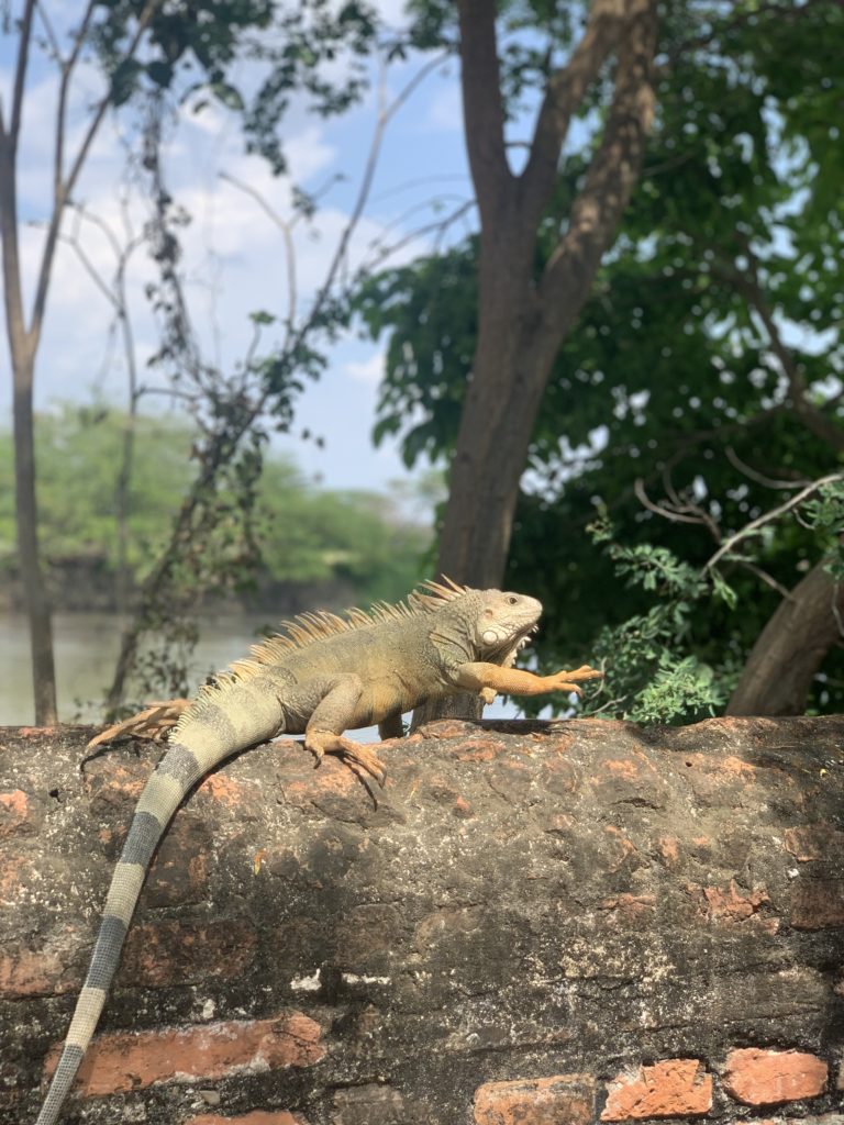 iguane au bord du rio Magdalena Mompos colombie