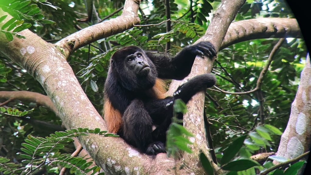 Que faire à Manuel Antonio ?, Costa Rica
