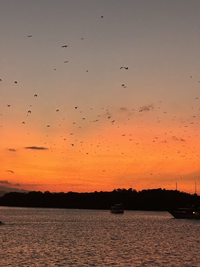 coucher de soleil sur la mer avec centaines de chauve souris dans le ciel