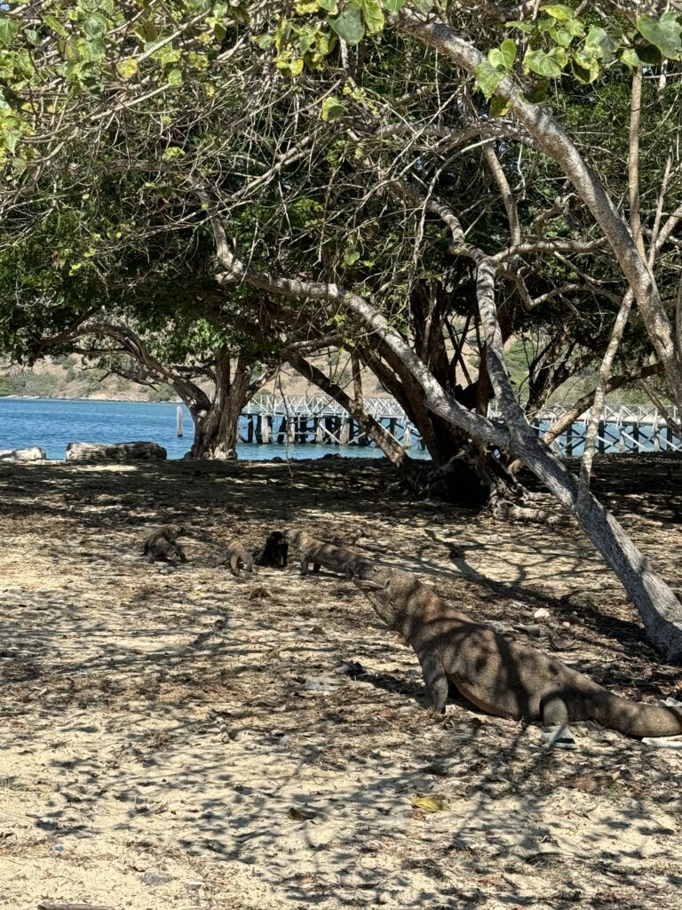 plusieurs dragons de komodo petits et grands sur la plage